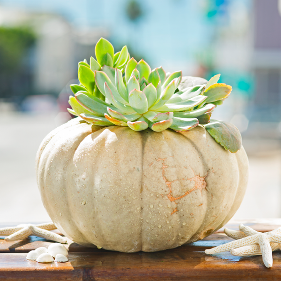 2014-11-24-succulentpumpkin.png