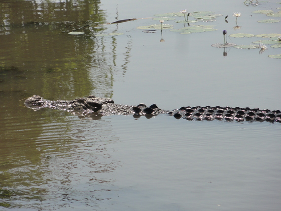 2014-11-25-SOUTHRIVERCROC.jpg