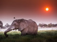 2014-11-25-elephantsmall.jpg