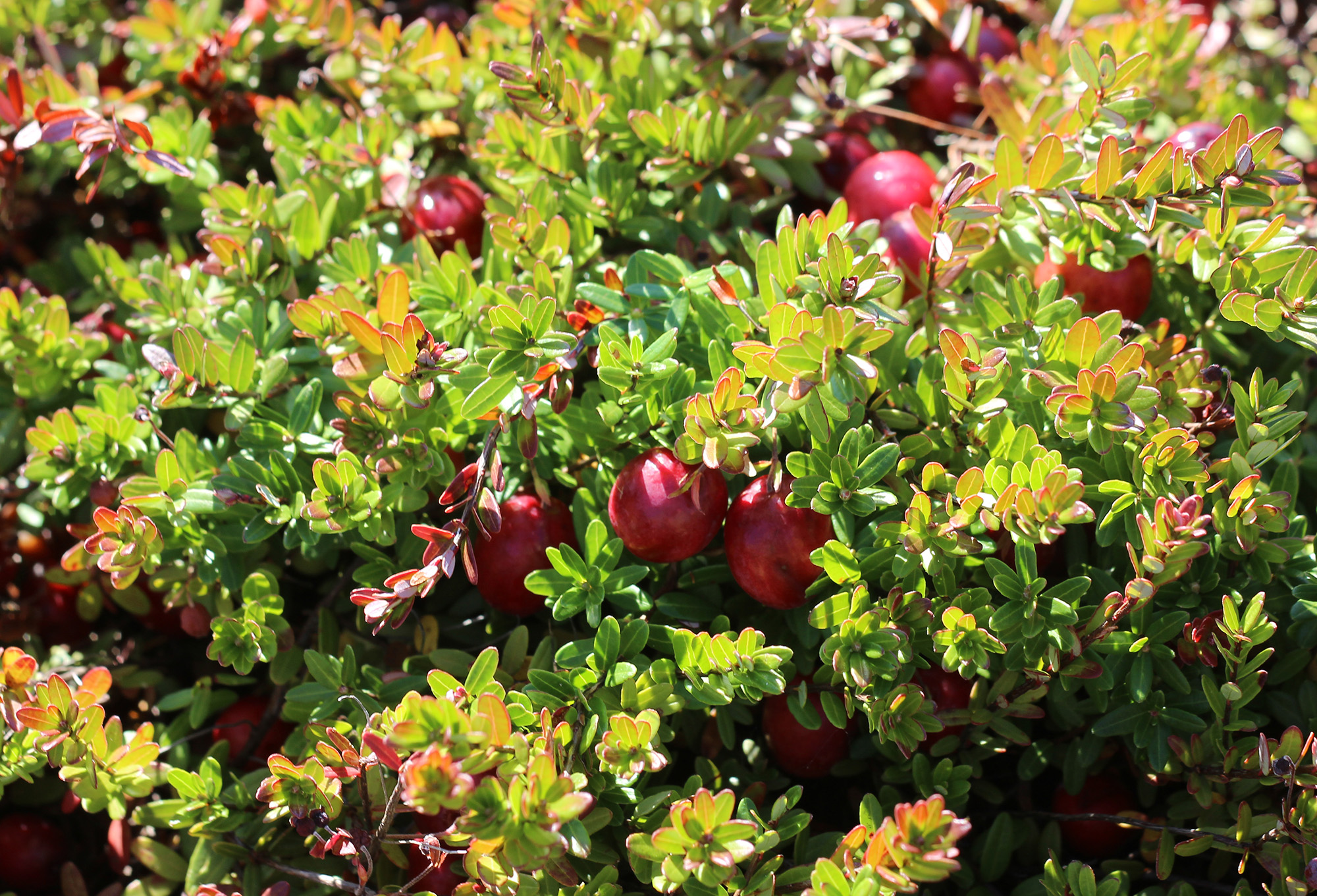 Something To Be Thankful For: Growing Cranberries Sustainably | HuffPost