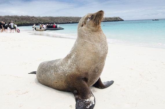 2014-11-28-galapagosfurseal938x619.jpg