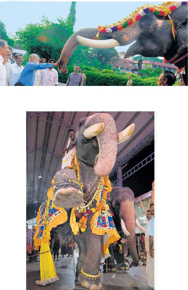 2014-11-30-ElephantOnThreeFeet.jpg