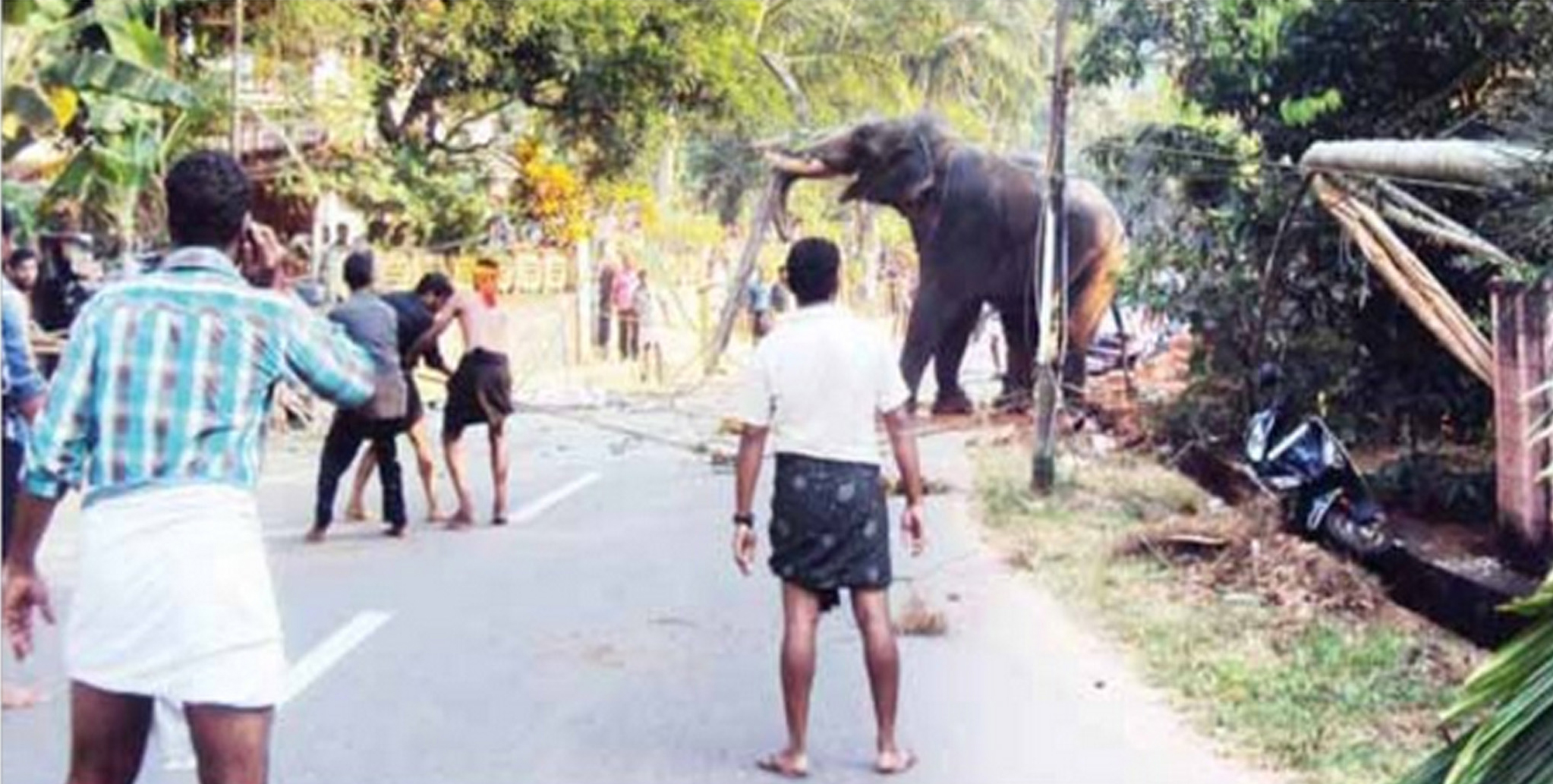 Why I Made A Documentary About Elephant Cruelty In India Huffpost News