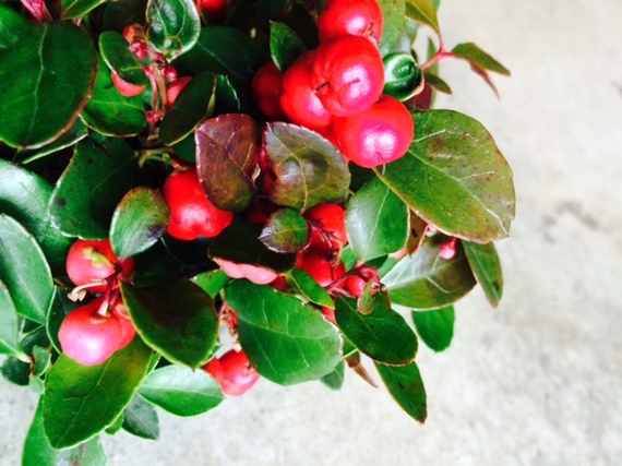 2014-12-12-winterberry.jpg