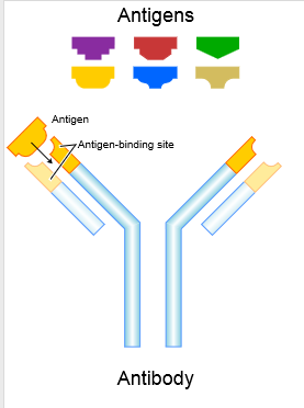 2014-12-15-Antibody.png