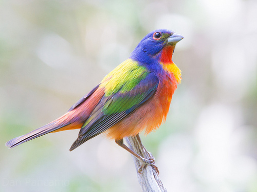 2014-12-15-paintedbunting.jpg