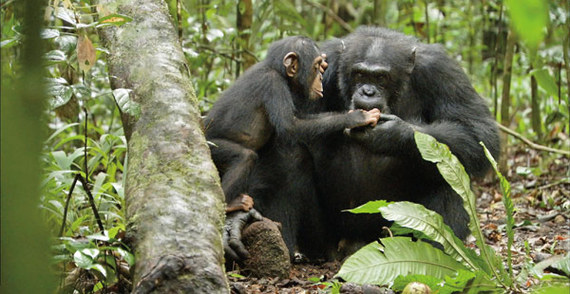 2014-12-16-ChimpanzeeStill.jpg