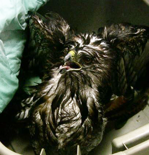 Very wet Red-tailed Hawk at WildCare. Photo by Alison Hermance