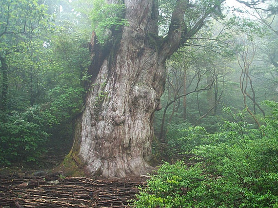 2014-12-18-yakushima.JPG