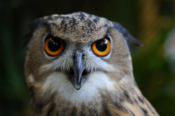 2014-12-22-EurasianOwl.jpg