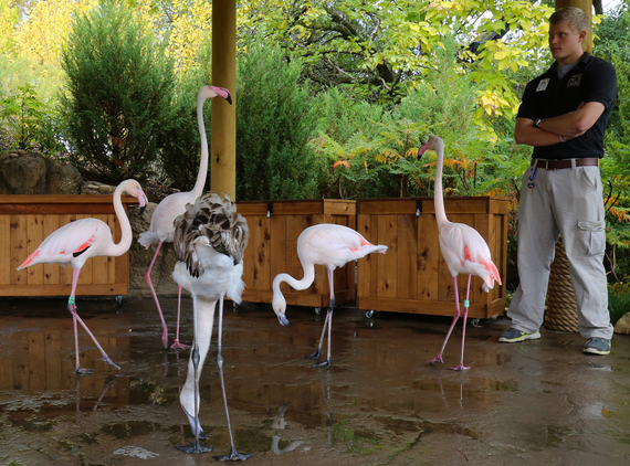 2014-12-22-Flamingos.jpg