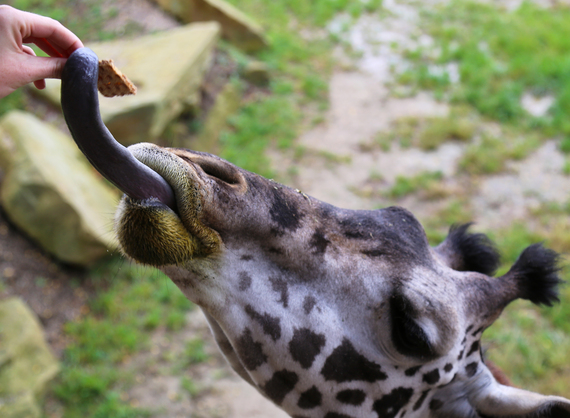 2014-12-22-GiraffeFeeding.jpg