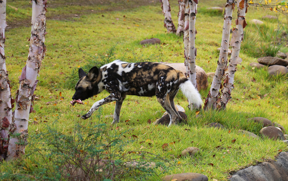 2014-12-22-PaintedDog.jpg