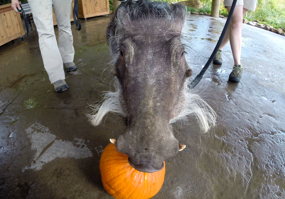 2014-12-22-WarthogsfirstPumpkin.jpg