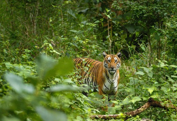 2014-12-31-Tiger3_KalyanVarmacropped.jpg