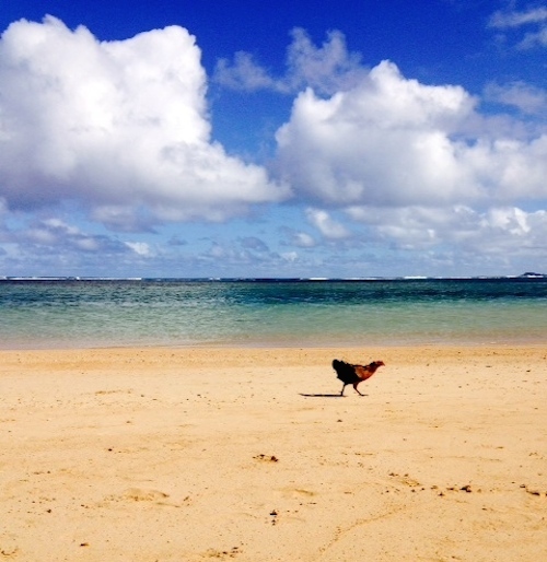 2015-01-02-chickenonbeach.jpeg