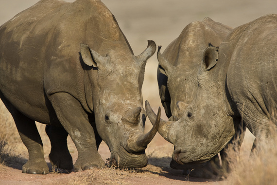 2015-01-02-rhinos_tnc_54151274_preview_cropped.jpg