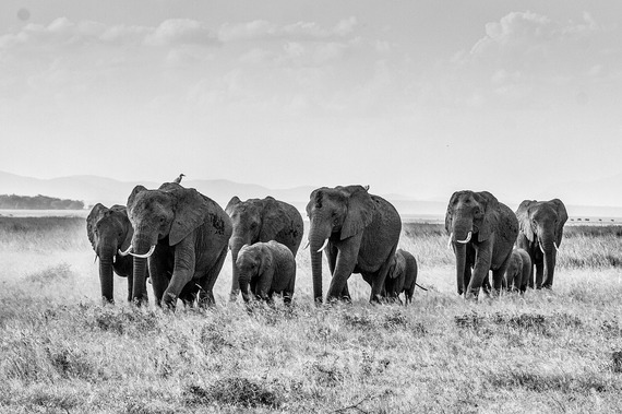 2015-01-05-africanbushelephant283867_1280.jpg