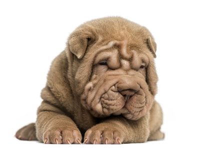 2015-01-06-SharPei.jpg