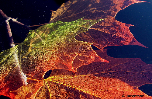 2015-01-07-StephenBrown_Feuille_3.png