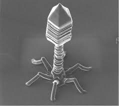 2015-01-12-bacteriophage.jpg