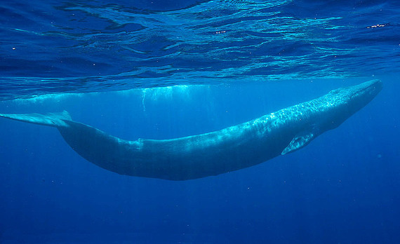 2015-01-14-BlueWhaleEarthDrReeseHalter18