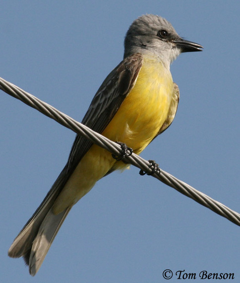 2015-01-14-couchs_kingbird.jpg