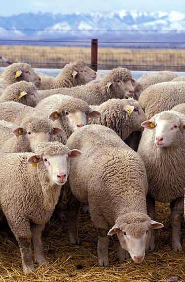 2015-01-22-Flock_of_sheep.jpg