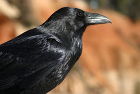 2015-01-22-corvuscoraxphotobywikimediacommonspcb21thumb.jpg