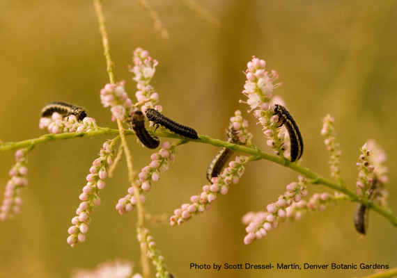 2015-01-23-BeetleLarvae.jpg