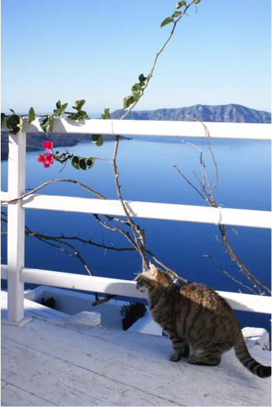 2015-01-26-kumonn.png