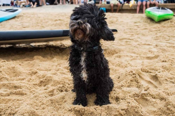 2015-01-28-12._sandy_nose_dog_beach_babe_watsons_bay__1422422785_99372.jpg