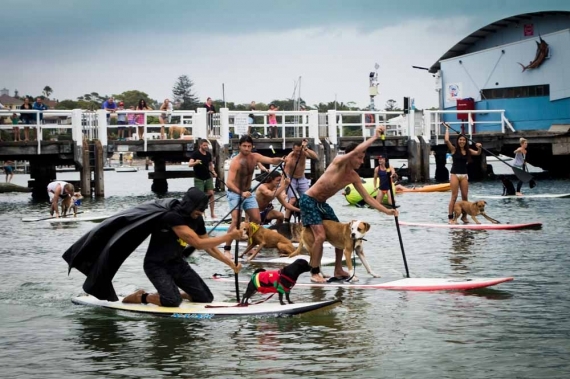 2015-01-28-13._stand_up_paddle_board_race_every_man_and_his_dog_watsons_bay_batman_robin_costume__1422422807_50838.jpg