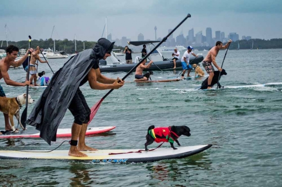 2015-01-28-14._every_man_and_his_dog_stand_up_paddle_board_race_sup_batman_costume_puppy__1422422840_56419.jpg