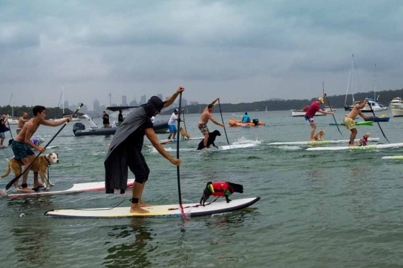 2015-01-28-15._man_and_dog_sup_race_watsons_bay_costume_puppy_owner_beach__1422422878_18527.jpg