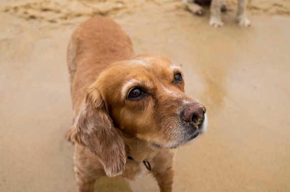 2015-01-28-16._sandy_nose_puppy_dog_retriever_beach_babe_pet_animals__1422422903_122671.jpg