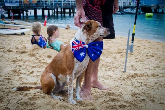 2015-01-28-8._patriotic_dog_watsons_bay_costume_paddle_board_race__1422422702_61049.jpg