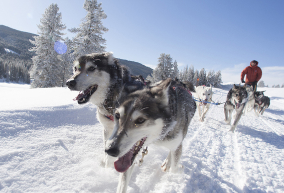 2015-01-28-sleddogs.jpg