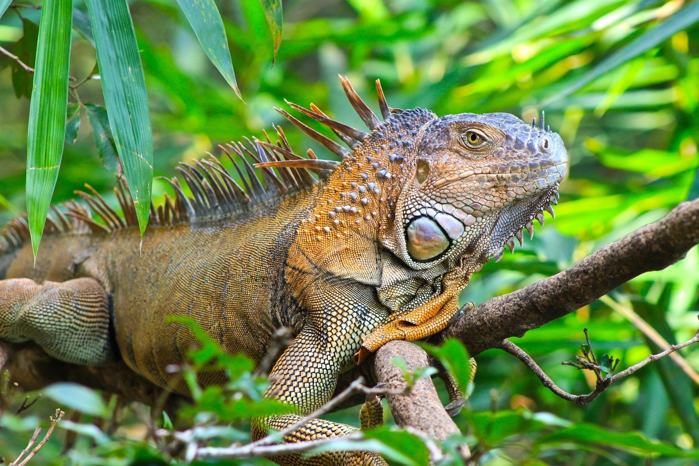 Costa Rica Family Adventures | HuffPost Life