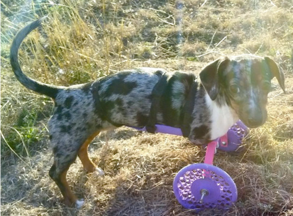 2015-01-29-Disabledwienerdoggetsa3DprintedwheelchairCNET.png