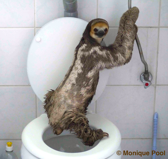 baby sloths taking a bath