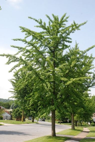 2015-01-31-ginkgotree.jpg