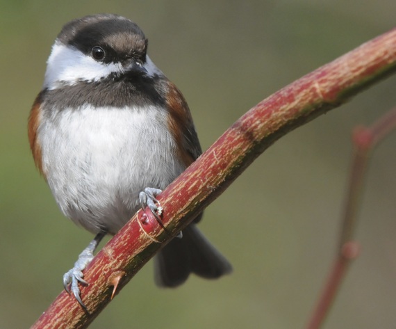 2015-02-01-Chestnutbackedchickadee.jpg