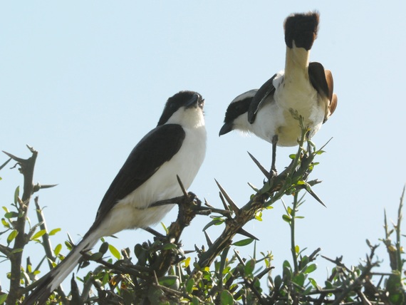 2015-02-01-Graybackedshrike.jpg