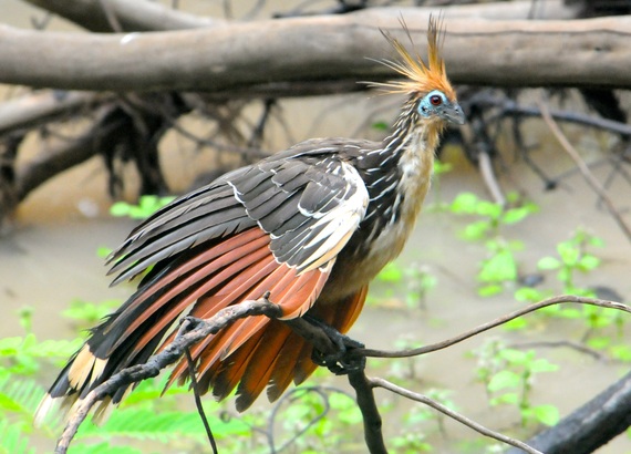 2015-02-01-Hoatzin.jpg