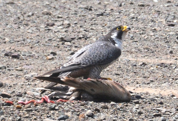 2015-02-01-Peregrinefalcon.jpg