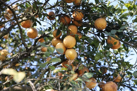 2015-02-01-SOSRedGrapefruitTree.jpg