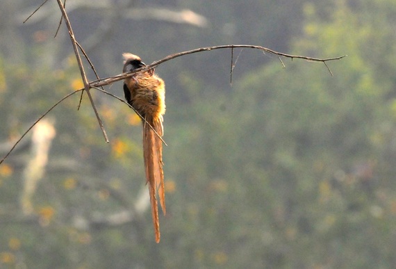 2015-02-01-Speckledmousebird.jpg