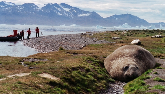 2015-02-02-Antarcticelephantseal.JPG