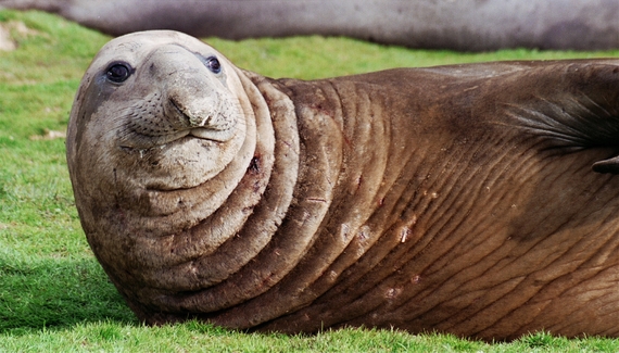 2015-02-02-Antarcticelephantsealcloseup.JPG